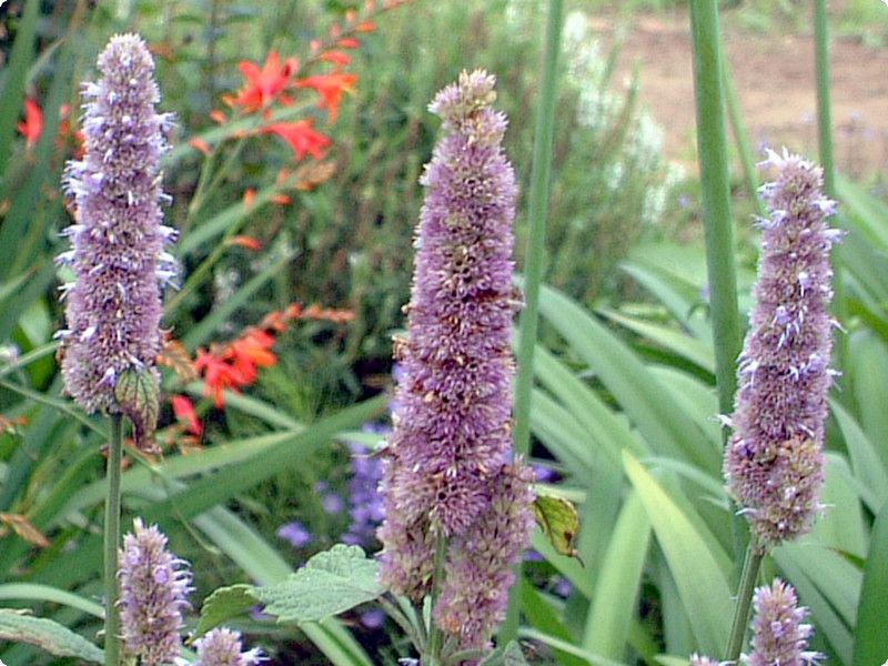 �A�K�X�^�[�V�F�iAgastache�j 
