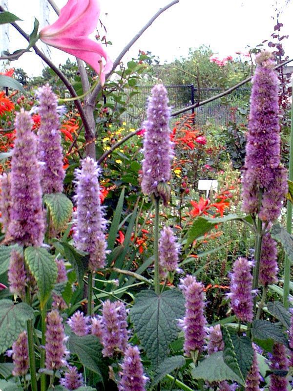 �A�K�X�^�[�V�F(Agastache) 