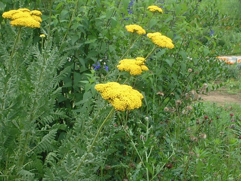 �A�L���A(Achillea)