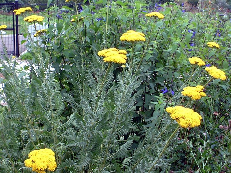 �A�L���A(Achillea)