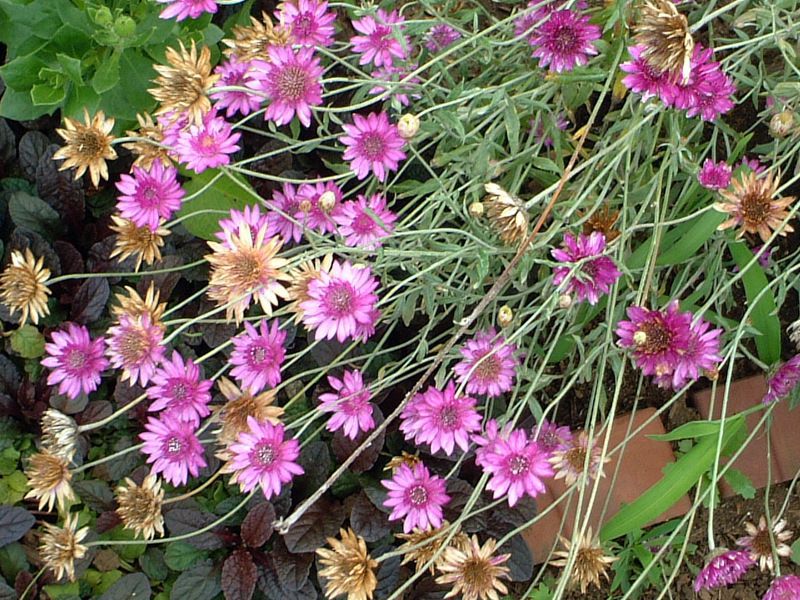 �L�Z�����Z�}��(Xeranthemum)
