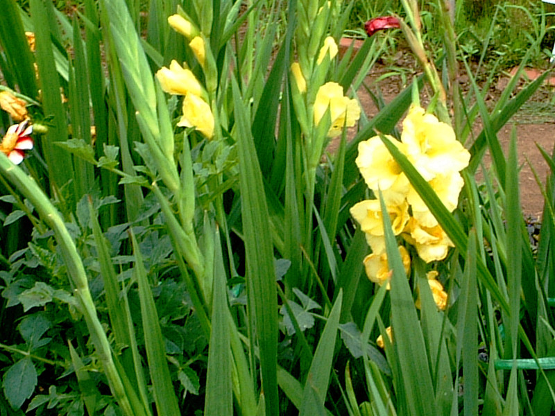 �O���W�I���X(Gladiolus)
