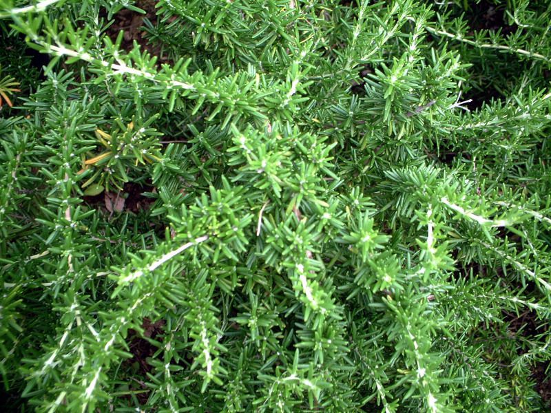 ���[�Y�}���[���[�Y�}���[(Rosemary)