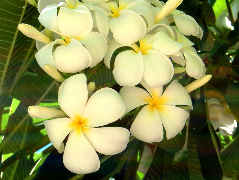 �v�������A(Plumeria)