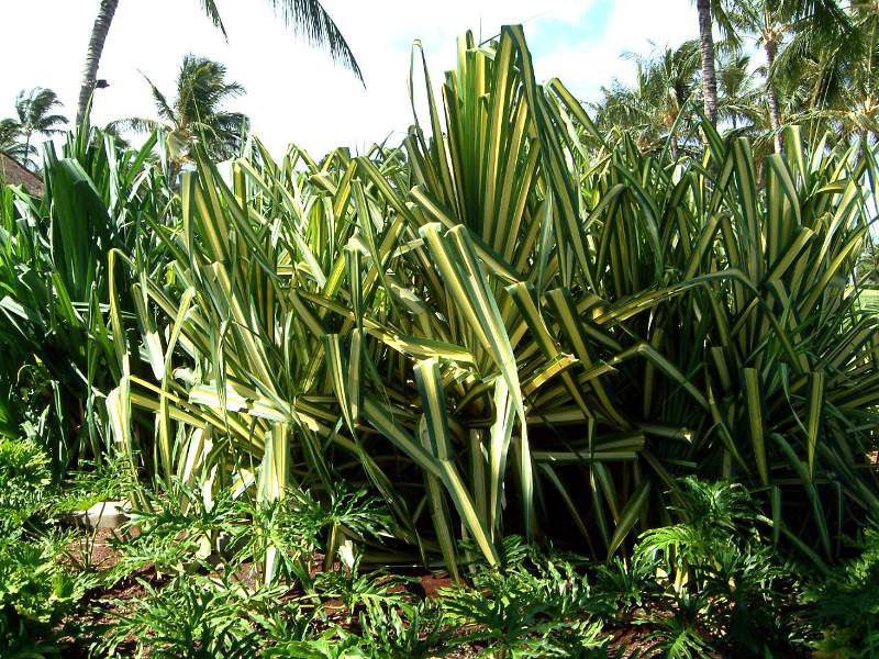 0057_mauritius-hemp
