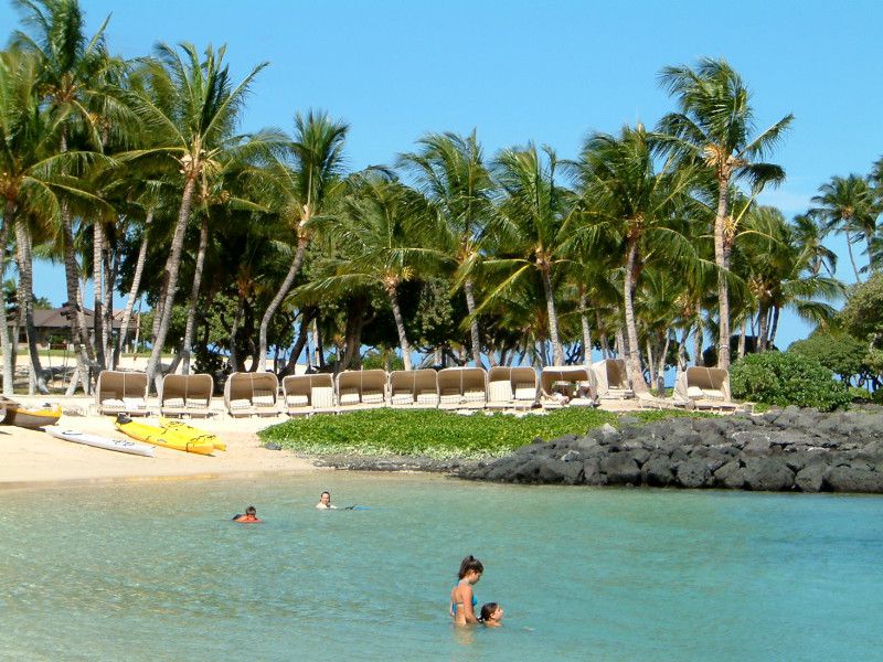 �R�R���V(Coco nuts palm)