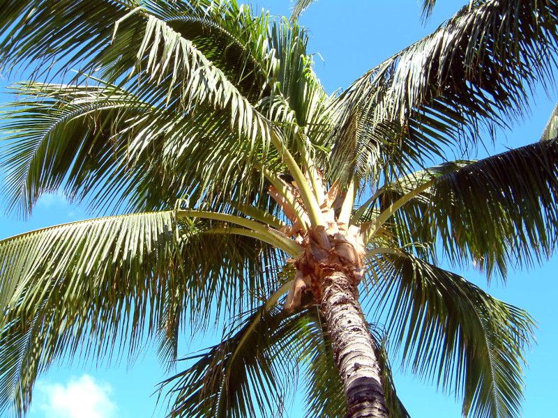 �R�R���V(Coco nuts palm)