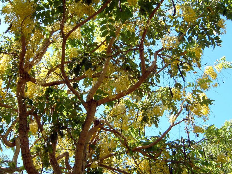 �S�[���f���V�����[�E�c���[(Golden Shower tree)