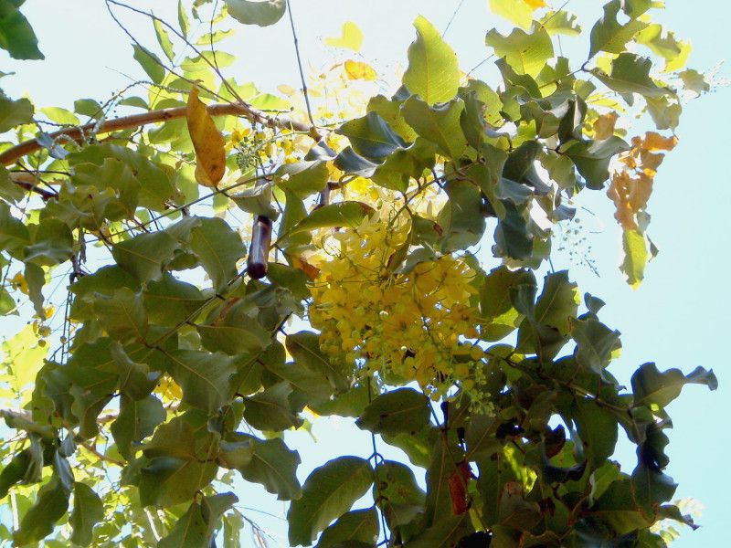 �S�[���f���V�����[�E�c���[(Golden Shower tree)