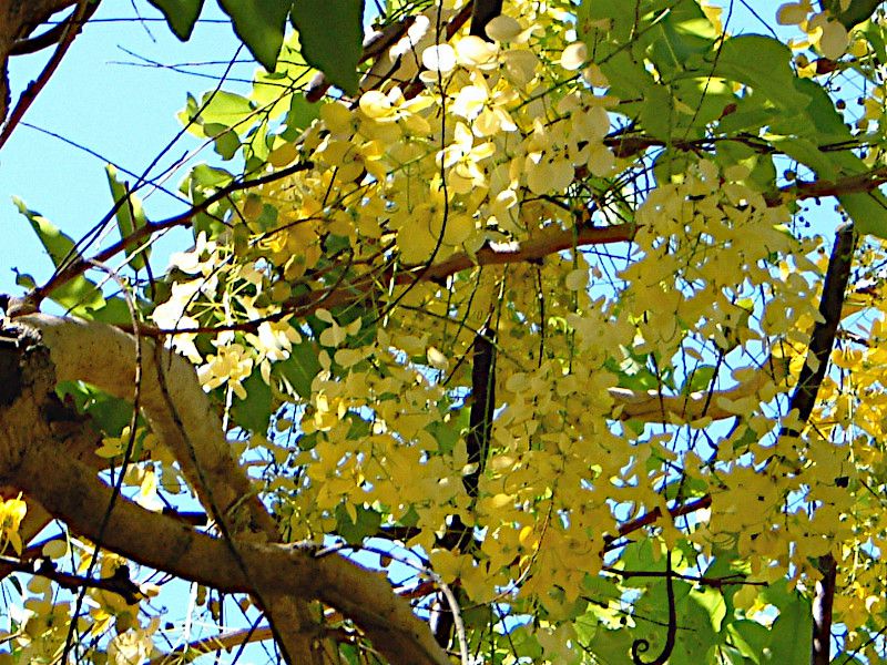 �S�[���f���V�����[�E�c���[(Golden Shower tree)