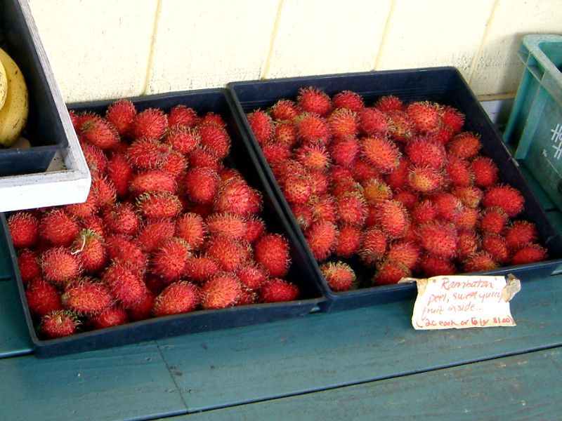 �����u�[�^��(Rambutan)