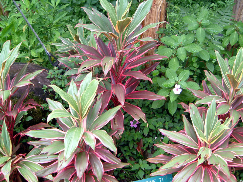 �R�[�f�B���l�E�e���~�i���X(Cordyline Terminalis)