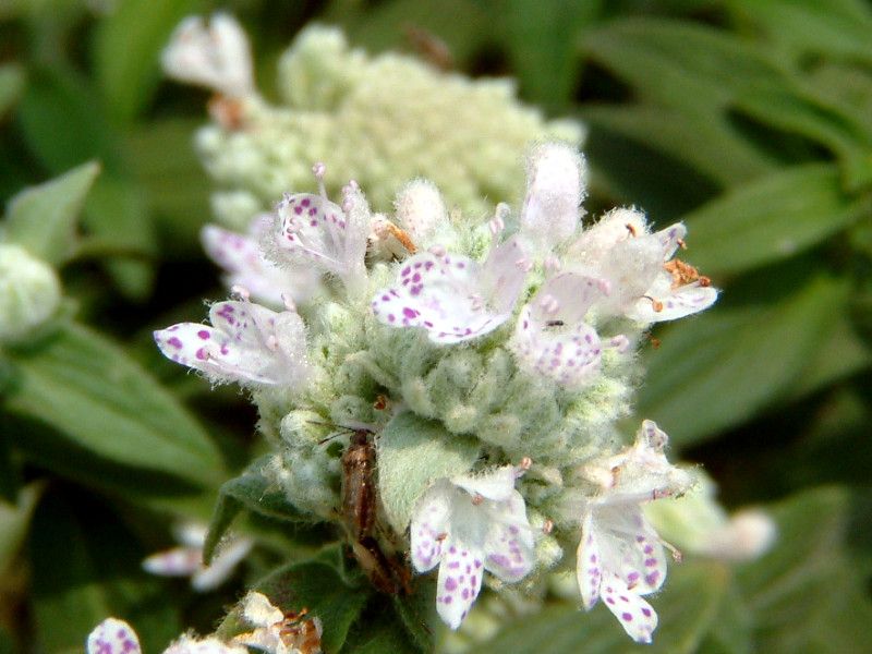�}�E���e���~���g�imountain mint�j