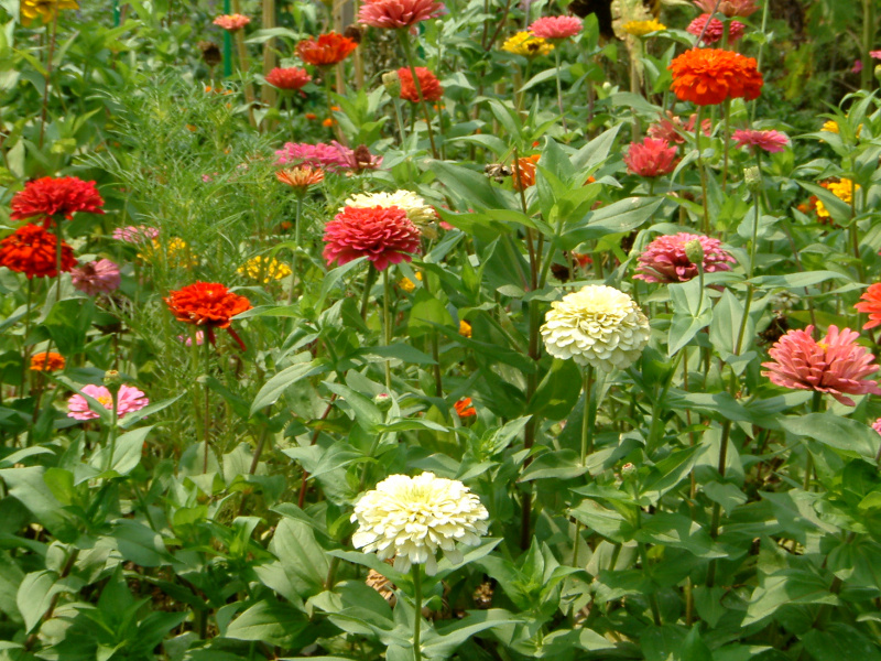 �W�j�A(Zinnia)