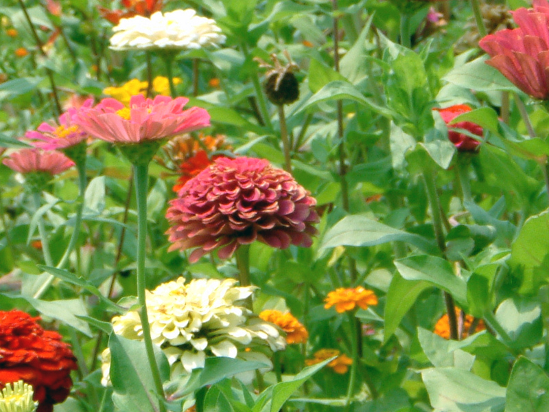 �W�j�A(Zinnia)