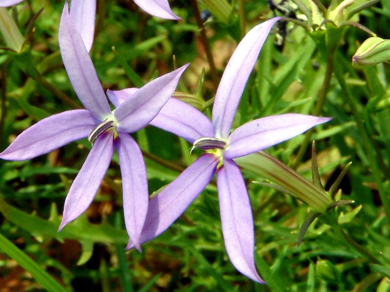 �C�\�g�}(Isotoma)