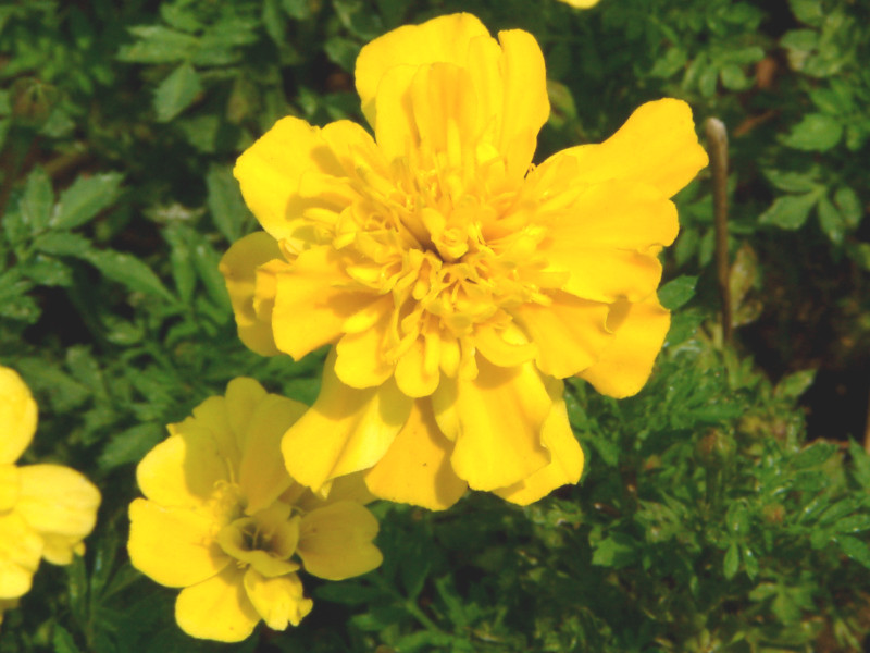 �t�����`�}���[�S�[���h(Marigold)