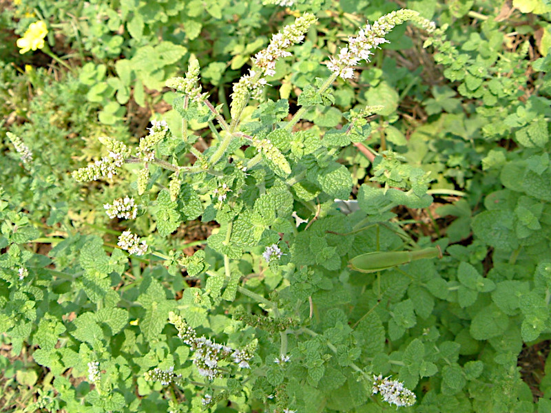 �A�b�v���~���g(Apple mint)