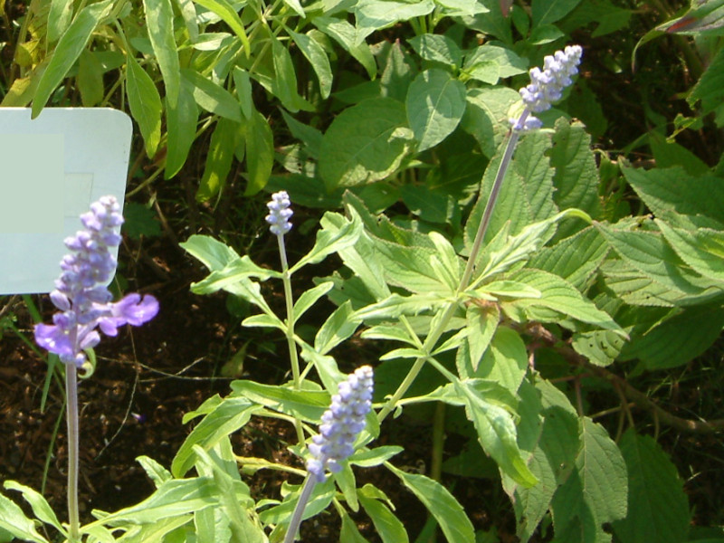 �u���[�T���r�A(Blue salvia)