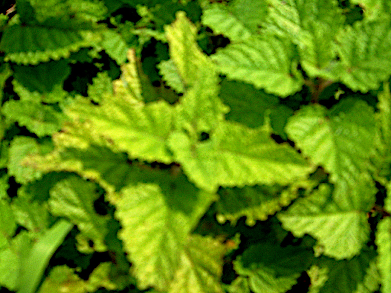 �������o�[���ilemon balm�j