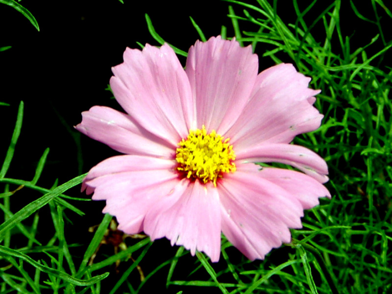 �R�X���X(Cosmos)