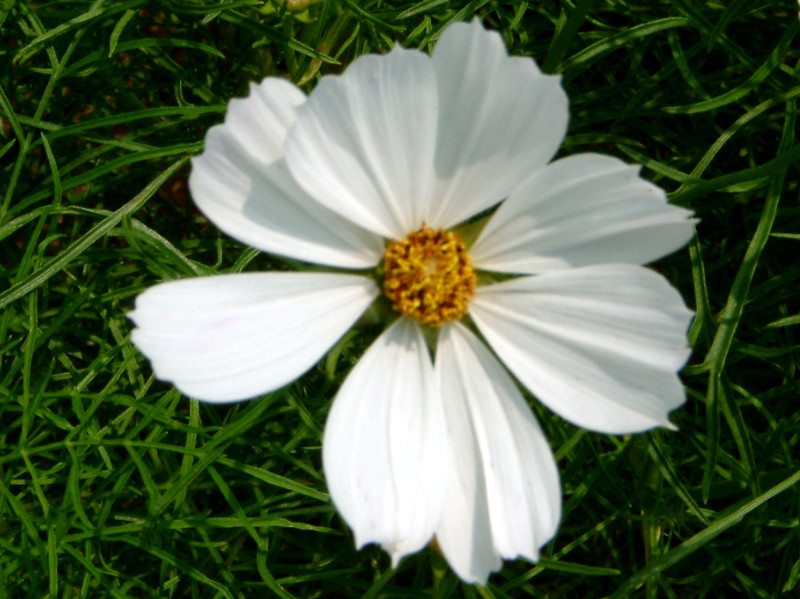 �R�X���X(Cosmos)