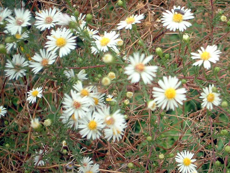�A�X�^�[(Aster)