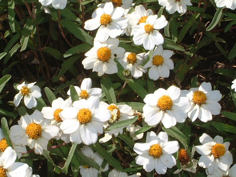 �W�j�A�E���l�A���X(Zinnia linearis)