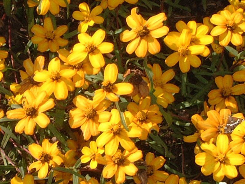 �W�j�A�E���l�A���X(Zinnia linearis)