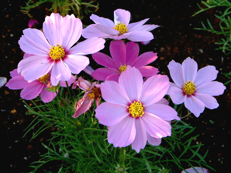 �R�X���X(Cosmos)