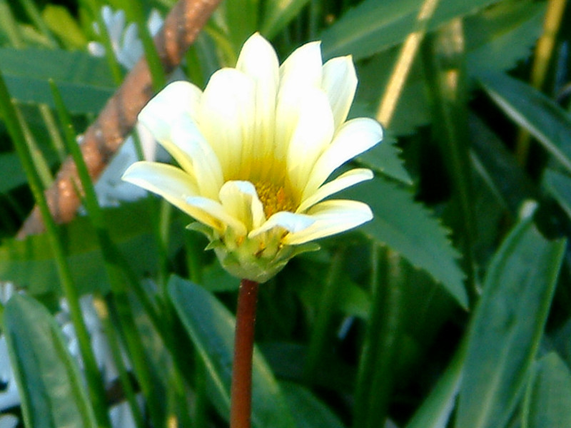 �K�U�j�A(Gazania)