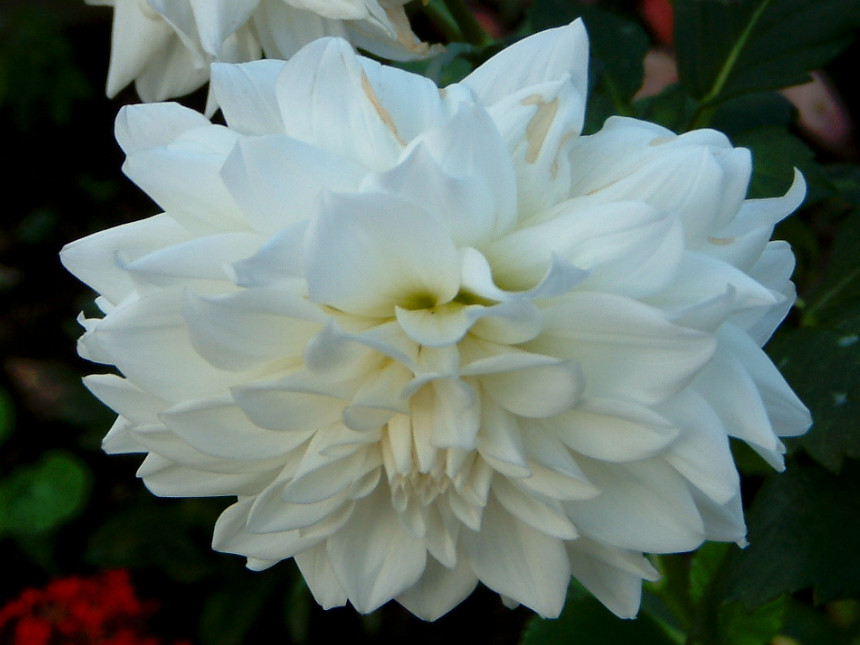 �_���A(Dahlia)