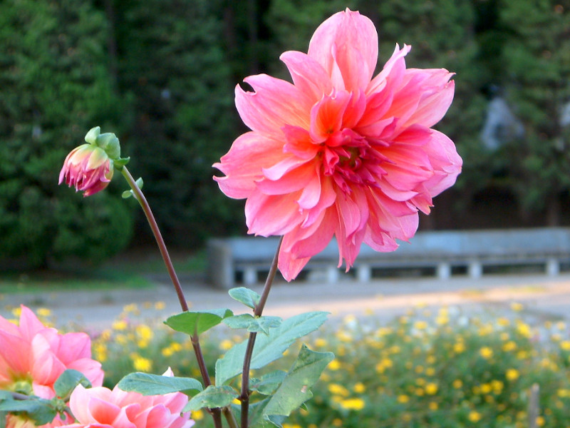 �_���A(Dahlia)