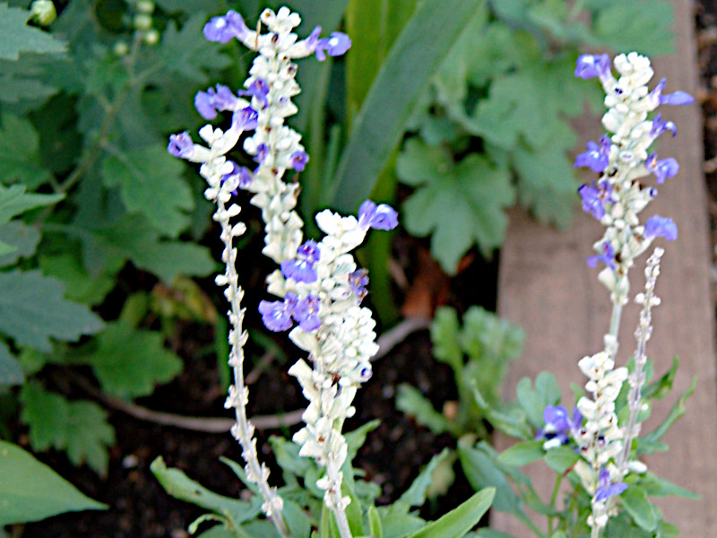 �T���r�A�E�t�@���i�Z�A�iSalvia farinacea�j