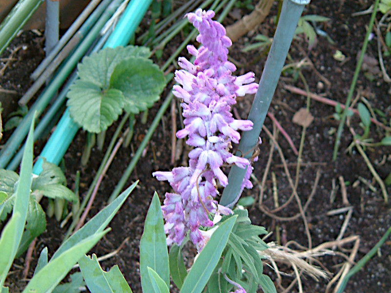 �T���r�A�E�t�@���i�Z�A�iSalvia farinacea�j