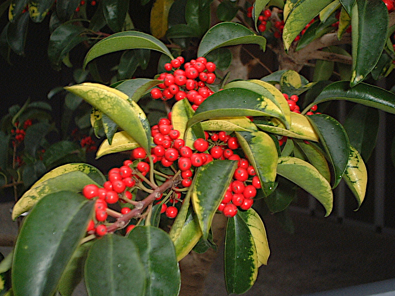 �s���J���T(Pyracantha)