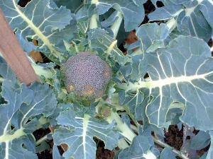 �u���b�R���[�iBroccoli�j