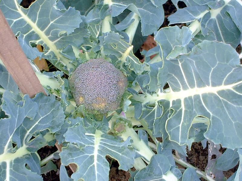 �u���b�R���[�iBroccoli�j