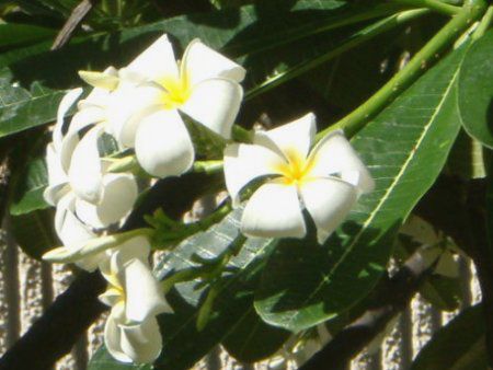 �v�������A(Plumeria)