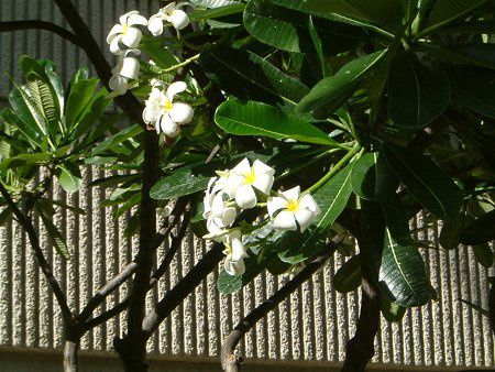 �v�������A(Plumeria)