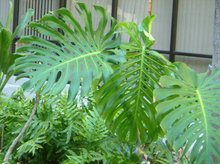 �����X�e��(Monstera)