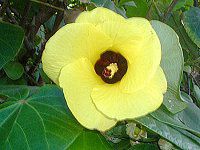 �n�E(Hau)