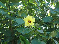�n�E(Hau)
