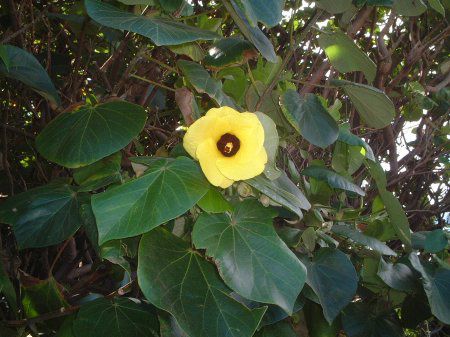 �n�E(Hau)