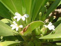 �n�[�t�t�����[(Half-flower)