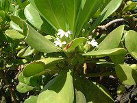 �n�[�t�t�����[(Half-flower)