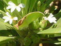 �n�[�t�t�����[(Half-flower)