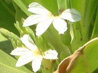 �n�[�t�t�����[(Half-flower)
