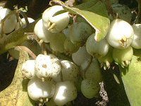 �n�[�t�t�����[(Half-flower)