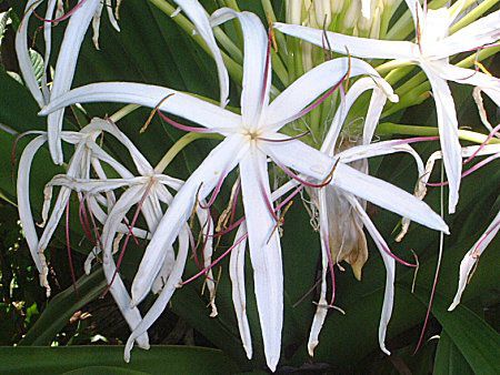 �N���i��(Crinum)